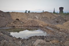 Bufotes viridis viridis