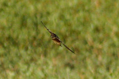 Petrochelidon rufocollaris