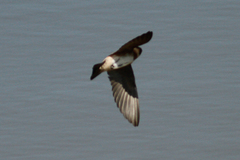 Petrochelidon rufocollaris