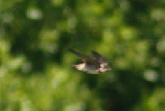 Petrochelidon rufocollaris