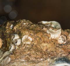 Amphibalanus subalbidus