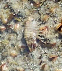 Cirolana harfordi