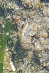 Cirolana harfordi