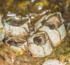 Amphibalanus subalbidus