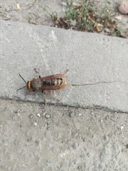 Vespa crabro altaica