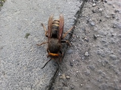 Vespa crabro altaica