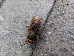 Vespa crabro altaica