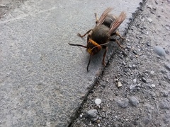 Vespa crabro altaica