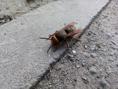 Vespa crabro altaica