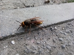 Vespa crabro altaica