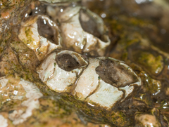 Amphibalanus subalbidus