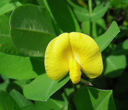 Arachis pintoi