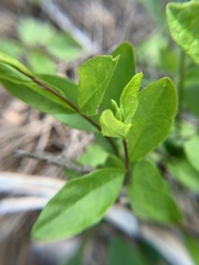 Polygala senega