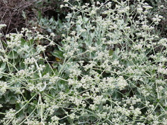 Eriogonum giganteum