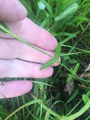 Phlox drummondii drummondii
