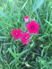 Phlox drummondii drummondii