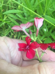 Phlox drummondii drummondii