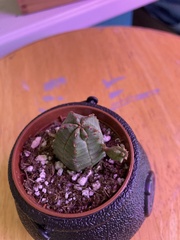 Euphorbia obesa