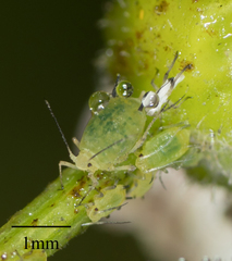 Aphis coreopsidis