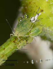 Aphis coreopsidis