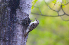 Certhia americana