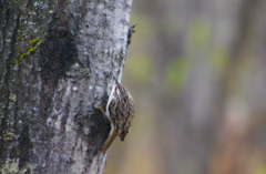 Certhia americana