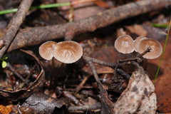 Mycena mijoi