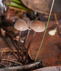 Mycena mijoi