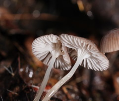 Mycena mijoi