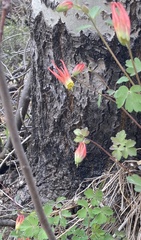Aquilegia elegantula