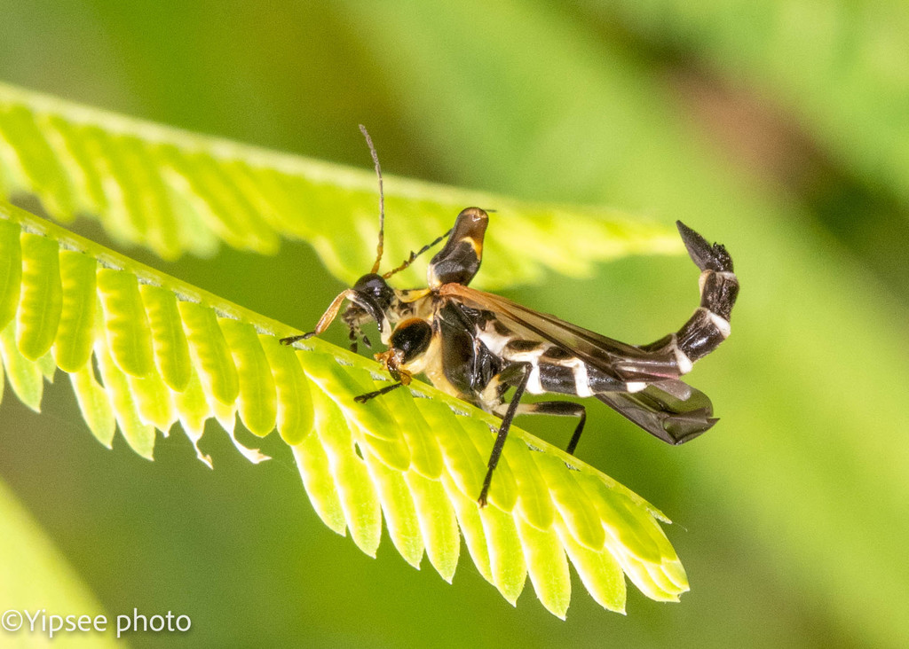 Ichthyurus denticornis