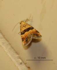 Pseudozarba bipartita