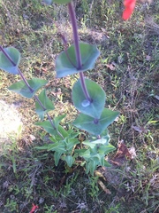 Penstemon murrayanus