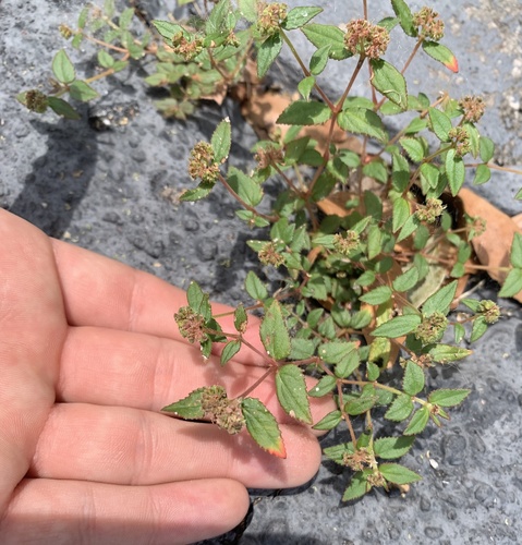 Euphorbia ophthalmica image