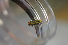 Agrilus viridis