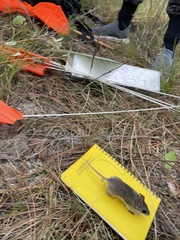 Podomys floridanus