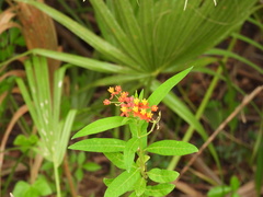 Asclepias curassavica image