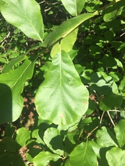 Quercus arkansana