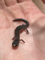 Plethodon dorsalis