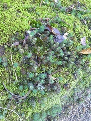 Polytrichadelphus magellanicus