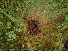 Trichophorum cespitosum