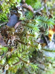 Polytrichadelphus magellanicus