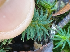 Polytrichadelphus magellanicus