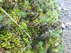 Polytrichadelphus magellanicus