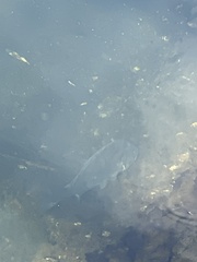 Acanthopagrus schlegelii