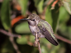 Calypte costae