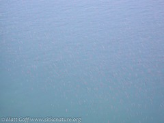 Cymatogaster aggregata