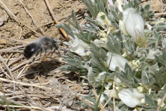 Anthophora ursina