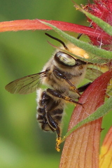 Megachile petulans