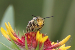 Megachile petulans